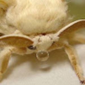 Meet your Posher, Solarflies